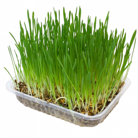 Arquivet Hierba para gatos en bandeja 100 gr