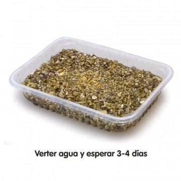 Arquivet Hierba para gatos en bandeja 100 gr