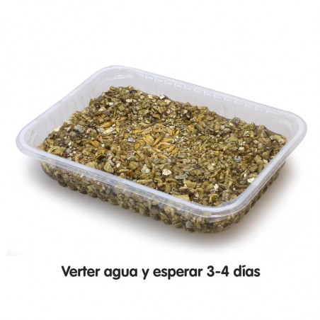Arquivet Hierba para gatos en bandeja 100 gr