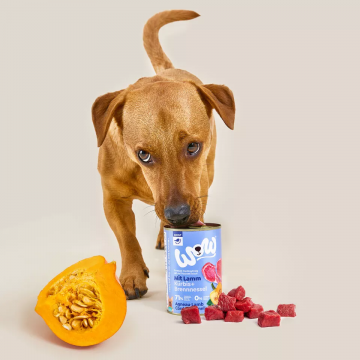 Wow Lata de Cordero con Calabaza para Perros