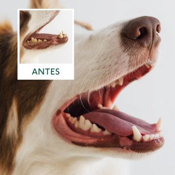 Wild Balance FUERA PLACA suplemento para perros y gatos