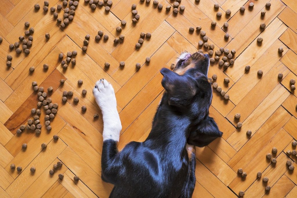 Alimentos hipoalergénicos para cães