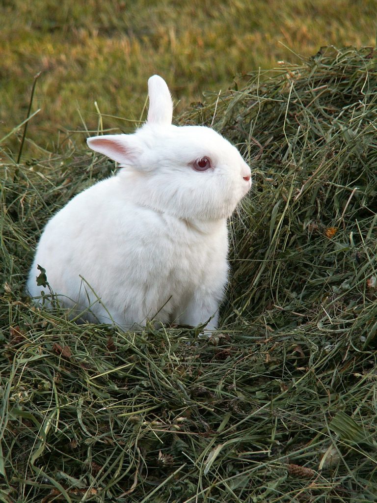 Heno para conejos