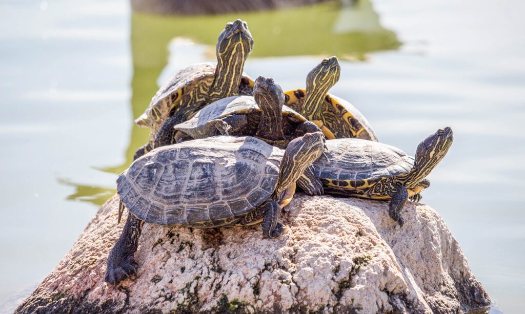 Tortugas al sol. Cuidado de tortugas de agua y tierra.