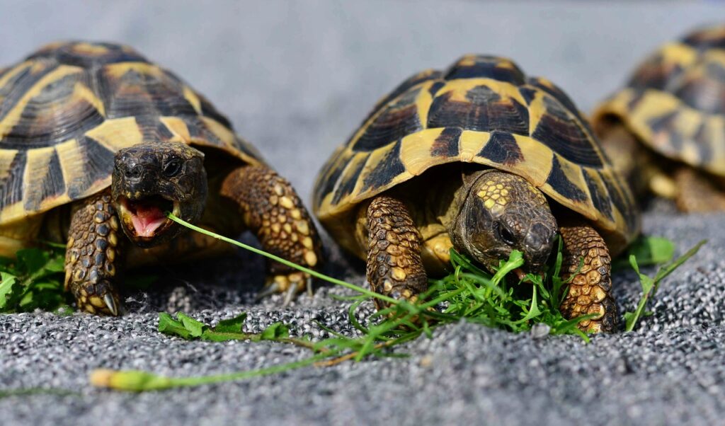 Comida para tortugas de tierra. Hierba y verduras