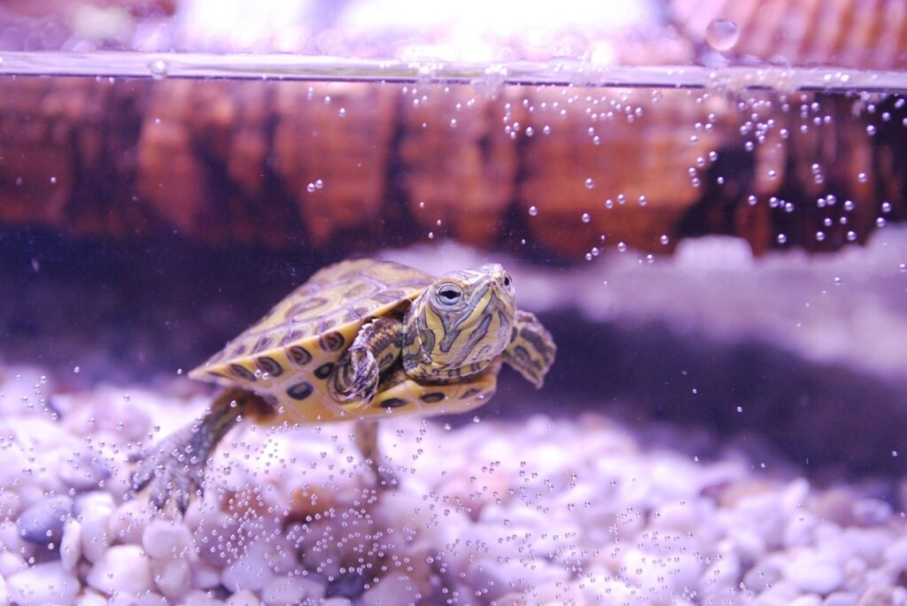 Acuarios para tortugas de agua. Tortuga nadando