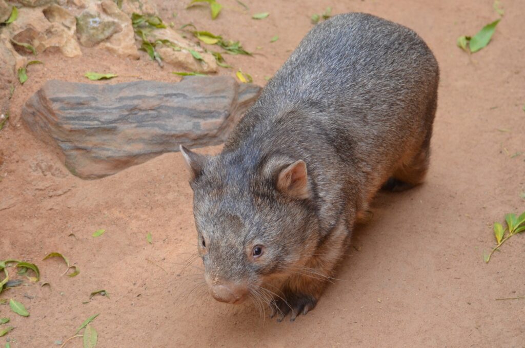 Vombates adultos, marsupial australiano. 