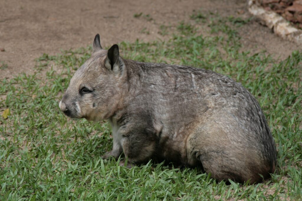 O Wombat é um marsupial como um canguru.