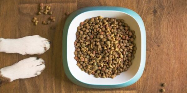 alimentación hipoalergénica para perros