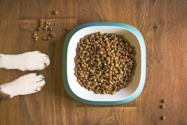 alimentación hipoalergénica para perros