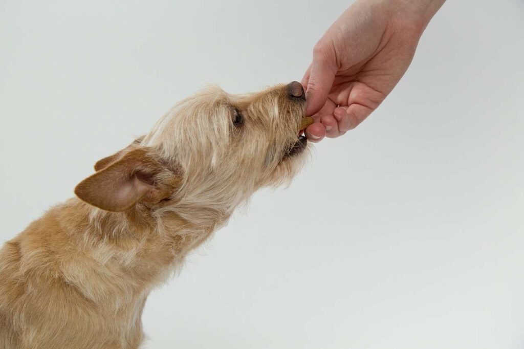 alimentos hipoalergénicos para cães contra as intolerâncias alimentares
