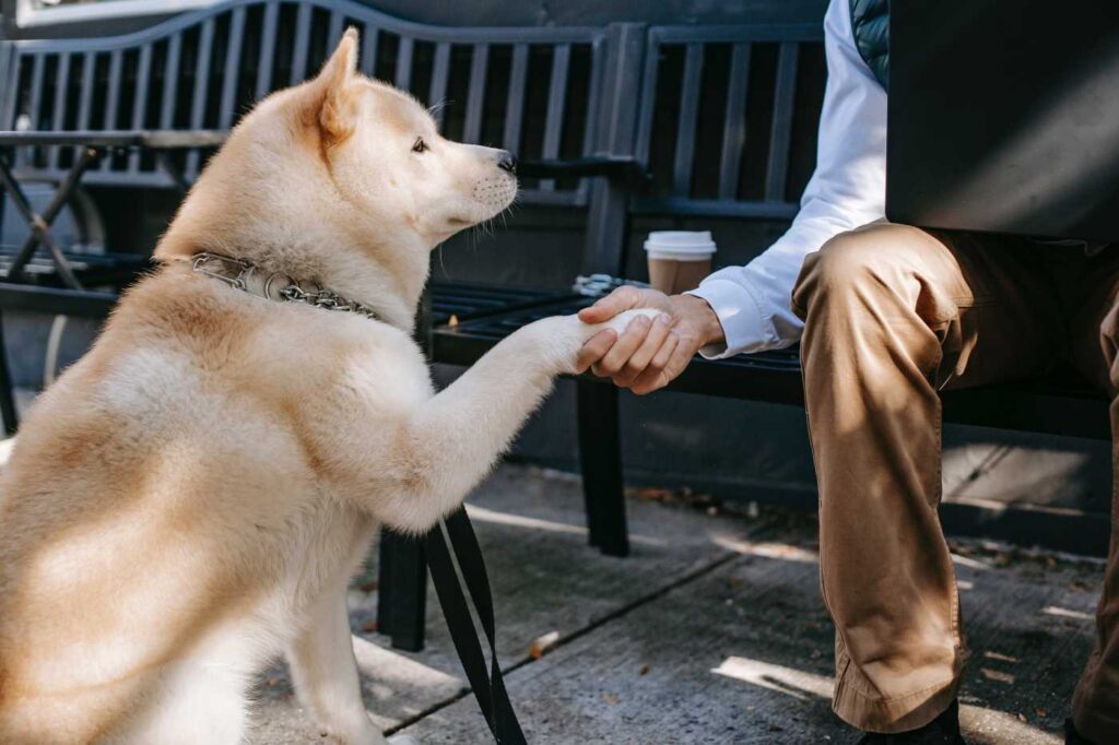 Educar a tu perro y conocer su estado físico gracias a identificar sus heces 