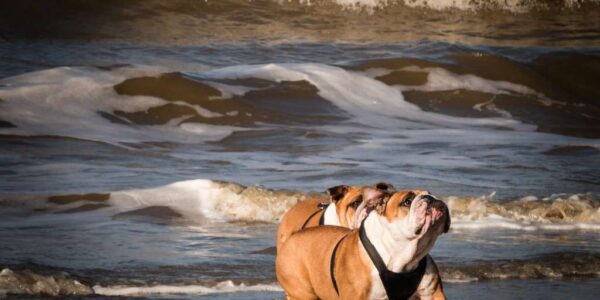Piensos lenda, alimentación integral para mascotas