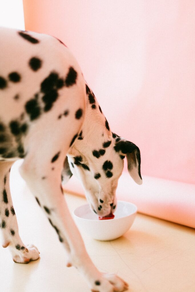 Lenda comida saudável para cães e gatos para todas as raças de cães e gatos