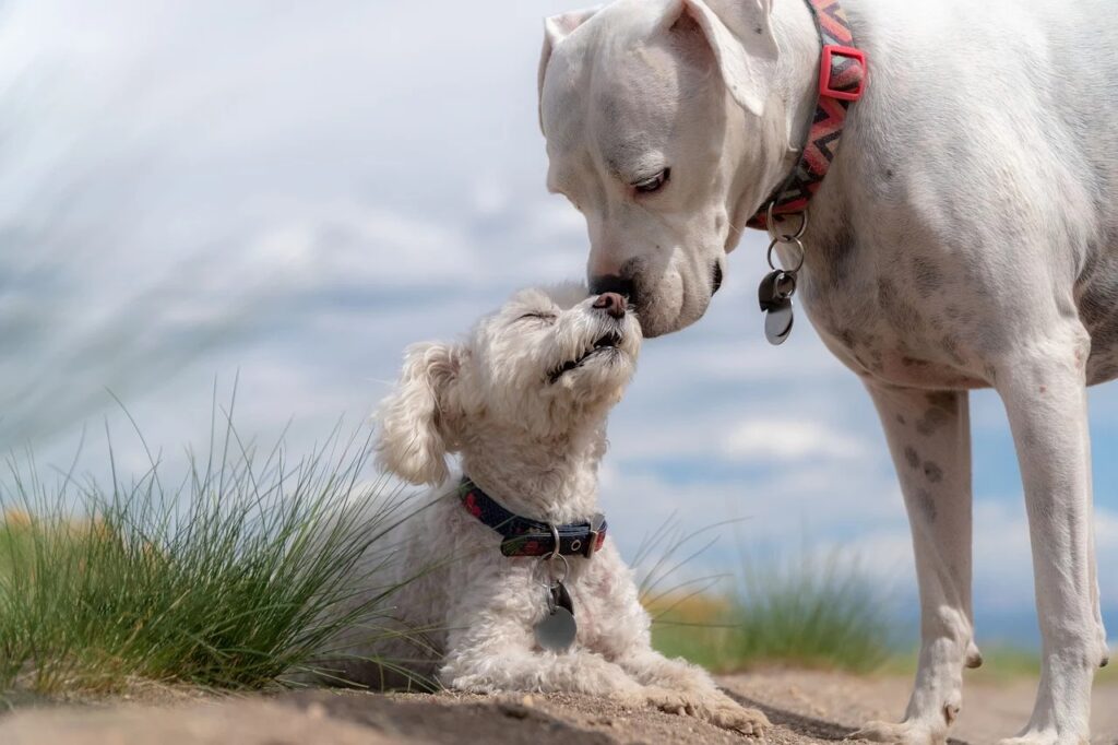 Dicas e conselhos fáceis para aliviar a alergia das pessoas aos cães. 