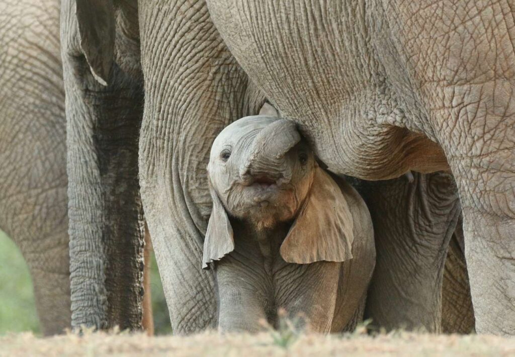 Amor de madres luchadoras, incansables y tenaces. Dia de la madre en superpet.club