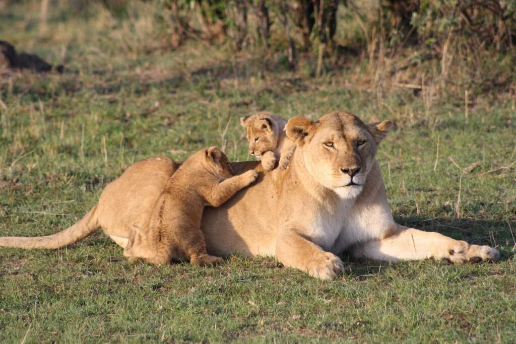 As leoas estão a caçar e a cuidar das mães. Dia da Mãe no superpet.club
