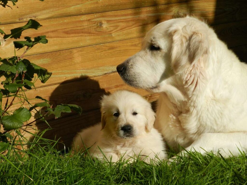 As cadelas amamentam os seus cachorros durante 4 meses. Dia da Mãe no superpet.club