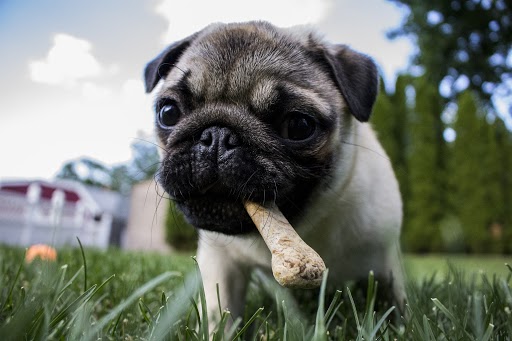 Perro comiendo snacks superpet.club