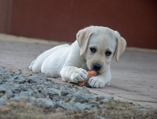 Comida húmeda para perros, alimento completo para cachorros y animales mayores