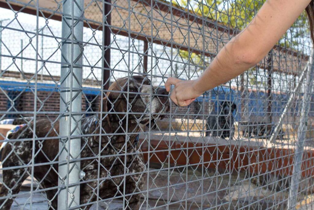 Perro en la protectora de animales y plantas de Burgos