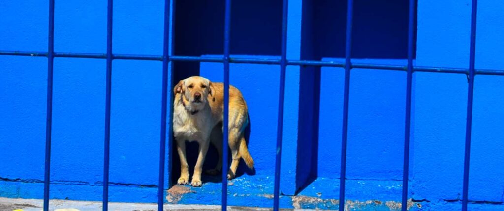 Cão no abrigo à espera de adopção