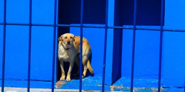 Perro a la espera de ser adoptado