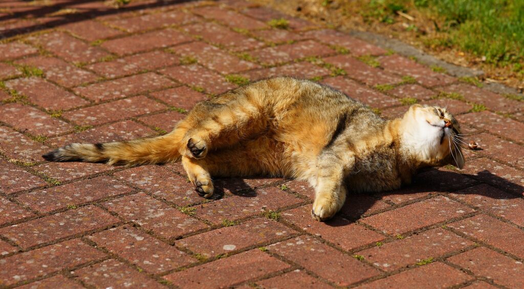 Proteger os animais de estimação no calor do Verão