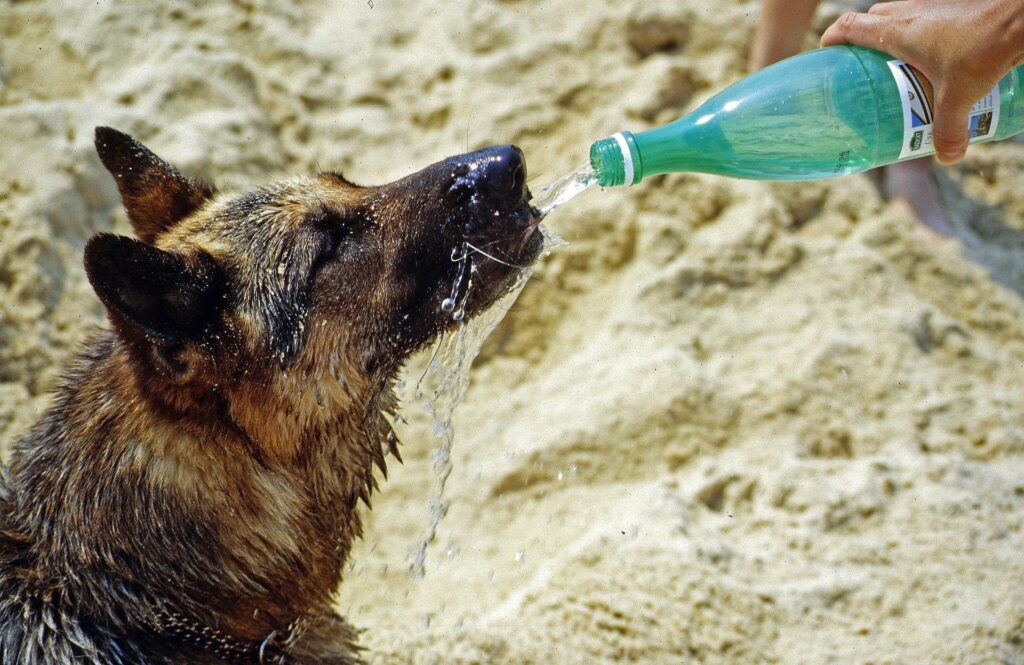 Proteger o calor de verão dos gatos de cães