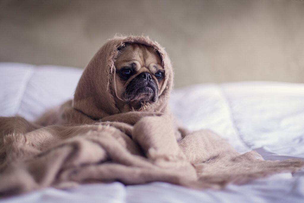 perros gatos comportamiento coronavirus