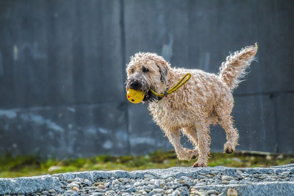 pelotas marca KONG para perros y gatos