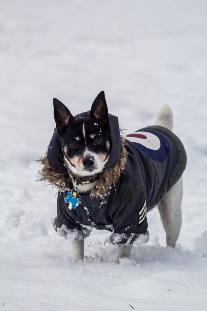 proteger perro del frío