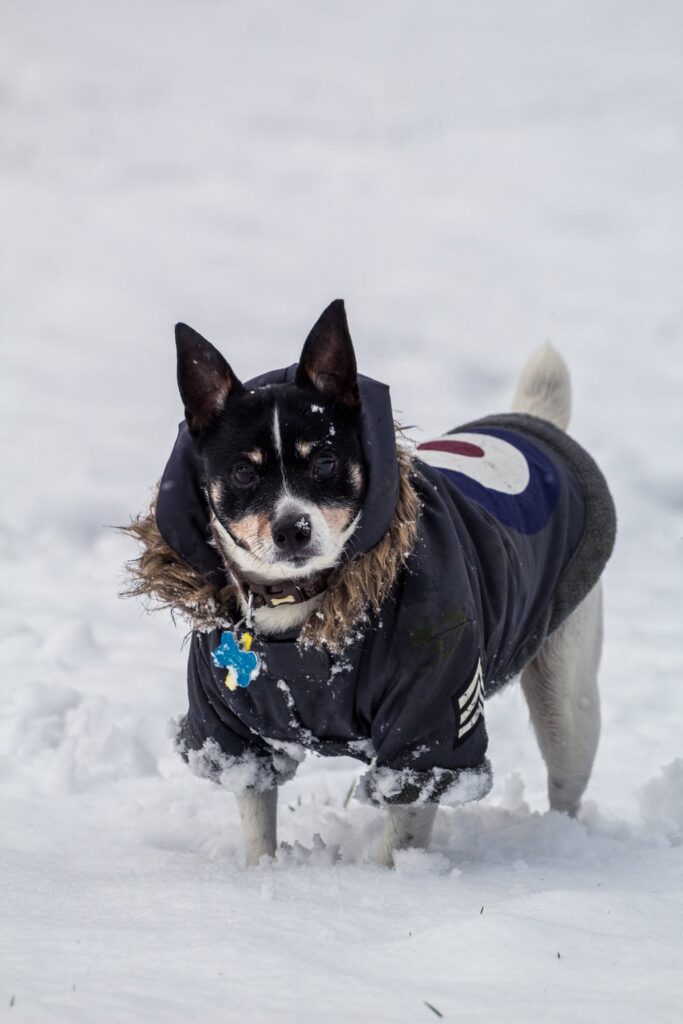 proteger o seu cão do frio