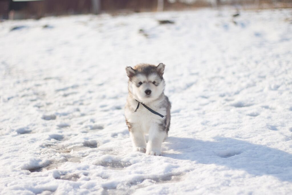 proteger o seu cão do frio