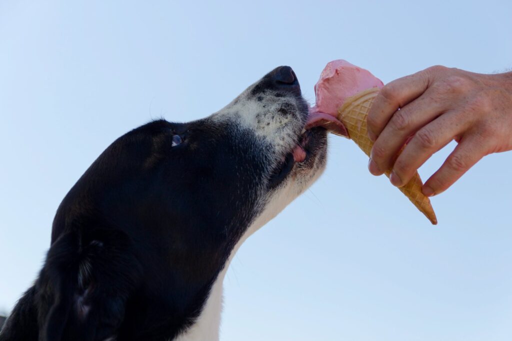 proteger perro del frío