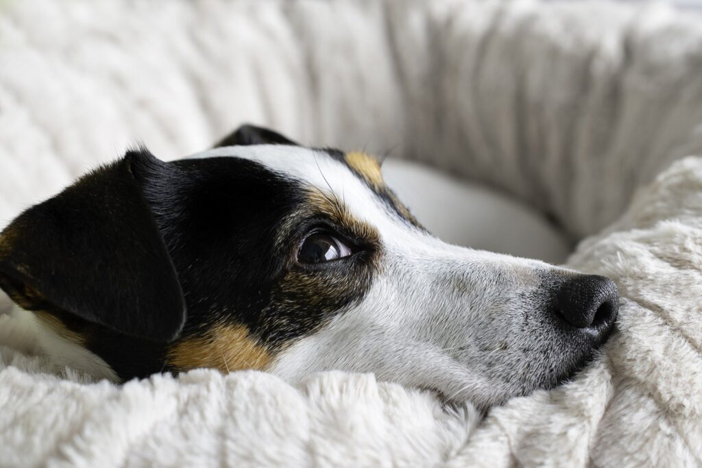 camas para perros