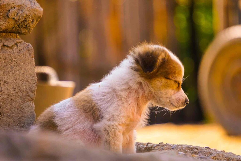 melhorar o descanso dos animais de estimação