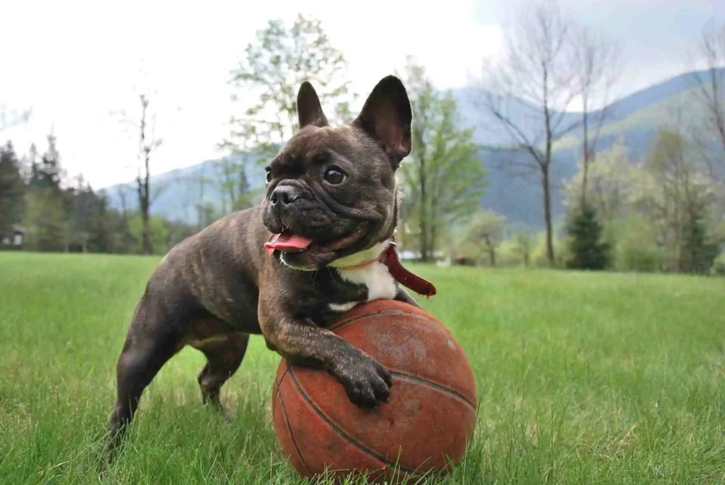 historia características bulldog francés