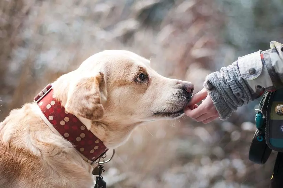 como fazer vermes de cães