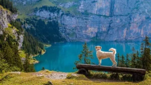 cómo desparasitar perros