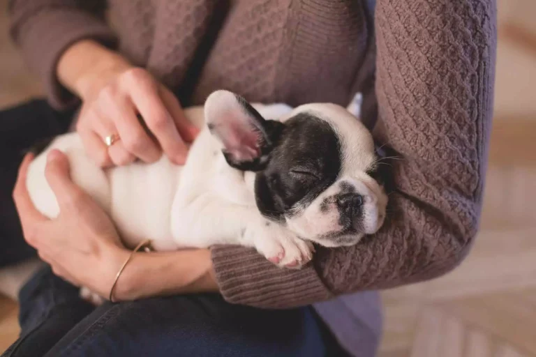 Tipos de piensos veterinarios para perros