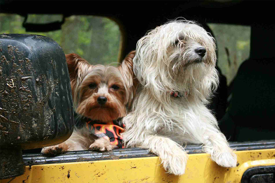 Viajar con perros: accesorios imprescindibles