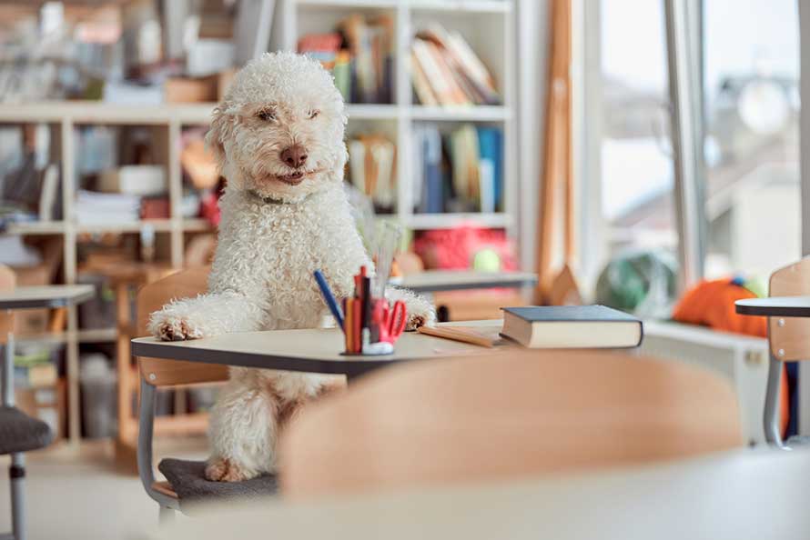 Perro atendiendo en el colegio