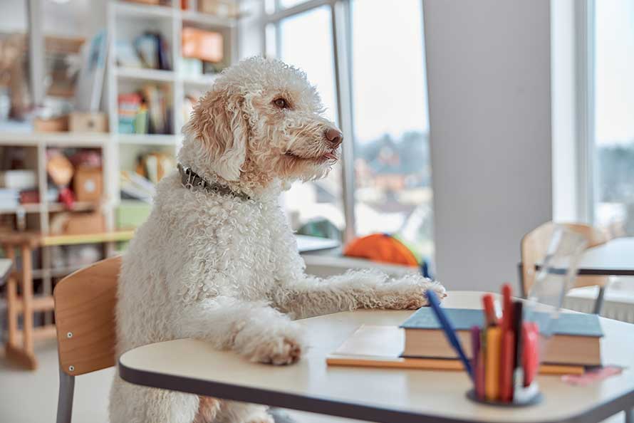 Perro contento en clase