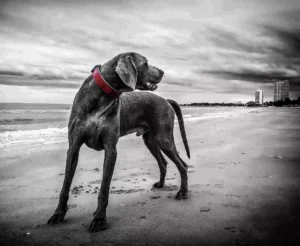 trastorno ansiedad separacion