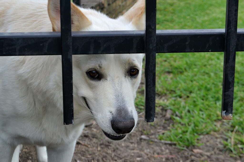 porque é que os cães temem os foguetes