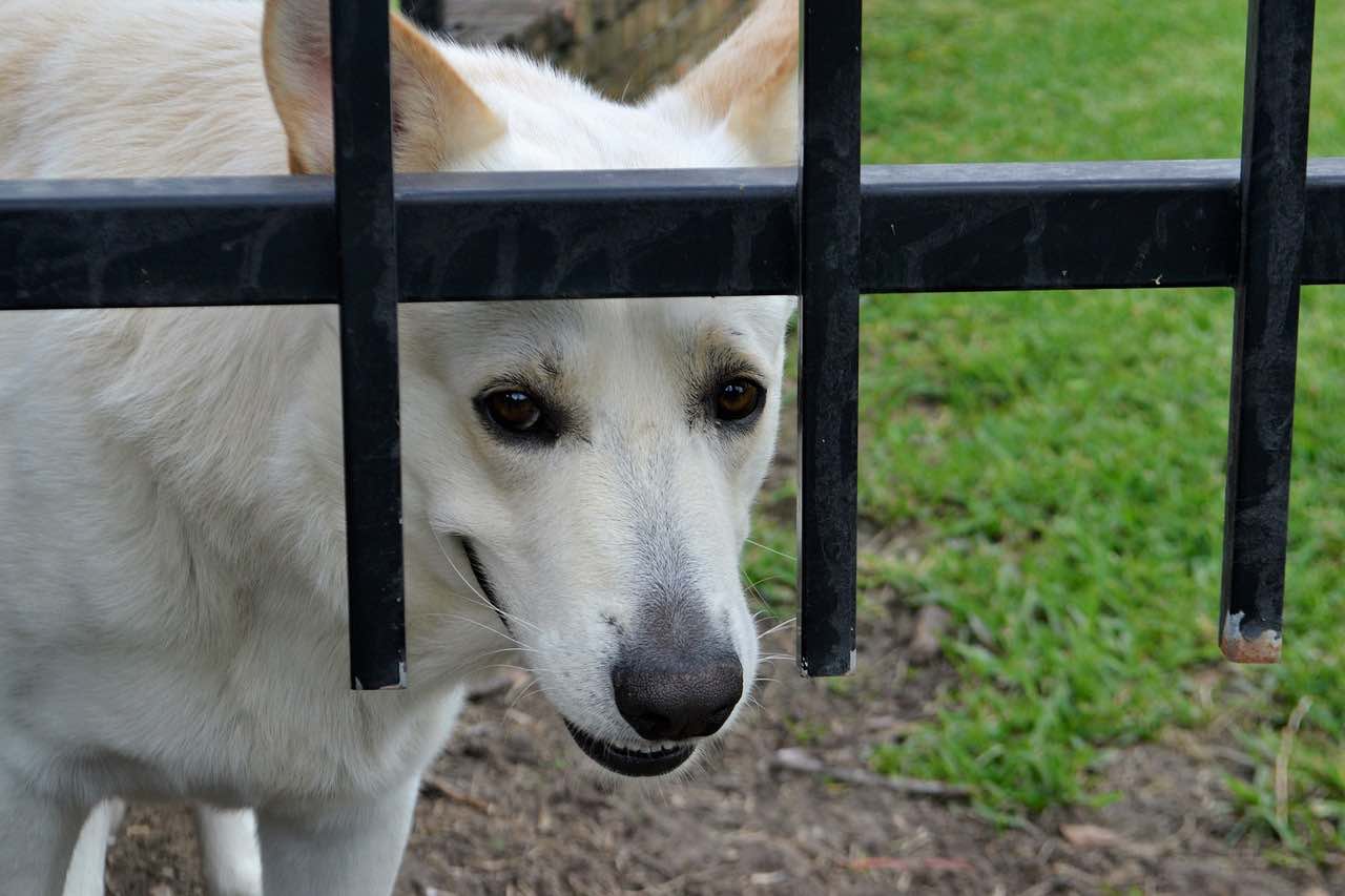 por qué perros miedo petardos