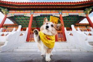 dicas para disfarçar os cães