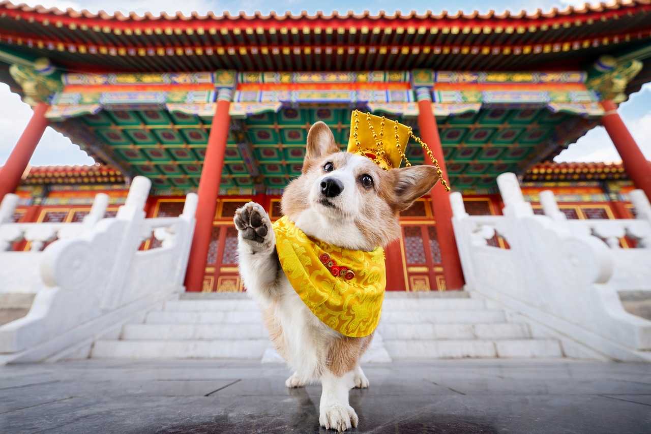 consejos disfrazar perros