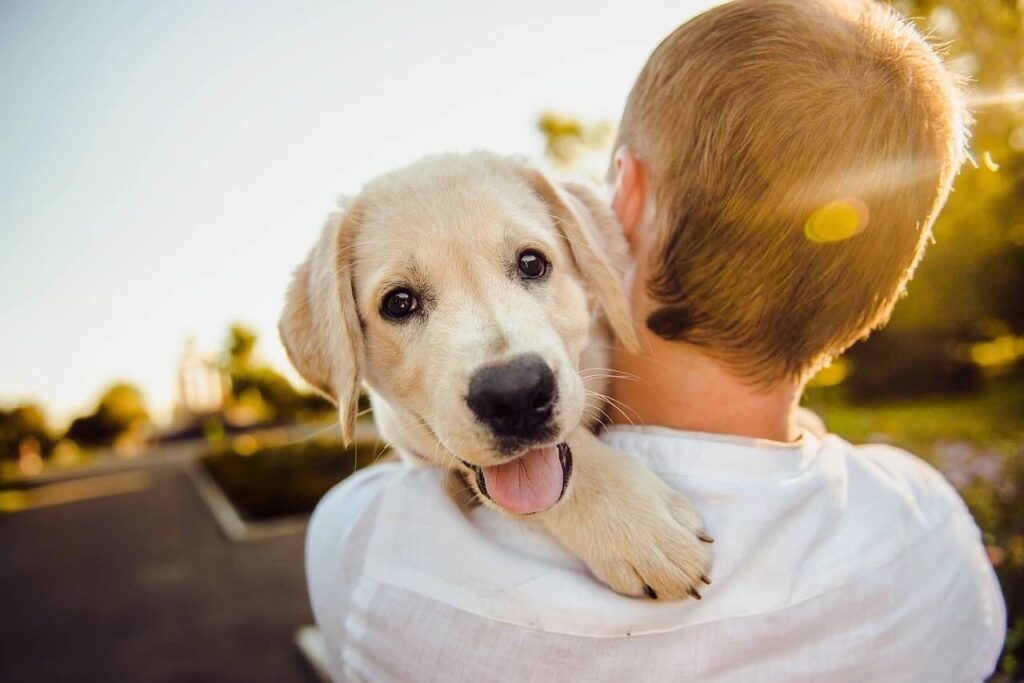 cáncer en perros qué hacer